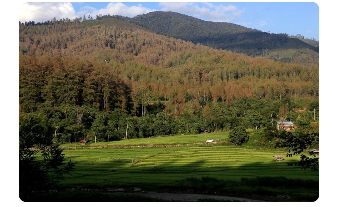 Bur Gayo Lues